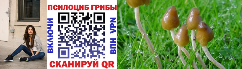 Псилоцибиновые грибы Psilocybe  Горбатов 